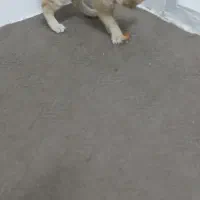 واگذاری گربه نارنجی|گربه|زنجان, |دیوار