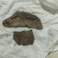 چند تا سنگ فسیلی باستانی|جواهرات|کرمان, |دیوار