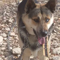 سگ ژرمن هسکی نگهبان|سگ|فیروزکوه, |دیوار