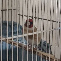 دو عدد سهره گردن کلفت