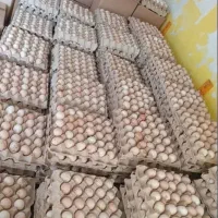 تخم نطفه دار جوجه راس گوشتی ضمانتی