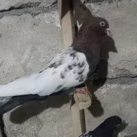 کبوتر|پرنده|مرودشت, ولایت|دیوار