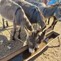 الاغ نر وماده|حیوانات مزرعه|گرمسار, |دیوار