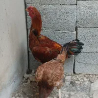 لاری|حیوانات مزرعه|آبدان, |دیوار