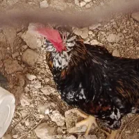 فروش مرغ و خروس|حیوانات مزرعه|شیراز, کیان آباد|دیوار