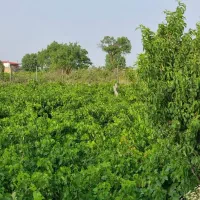 مزرعه باغ انگور همراه با سهمیه آب دولتی