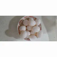 تخم کبوتر