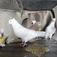 کفتر ی جایی ۱۸۰