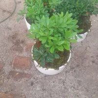 تزئین بونسایی  باقیمت مناسب به عمده وتکی