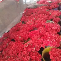 گل روز