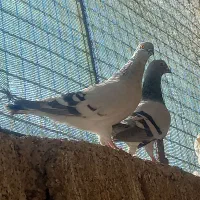 چندعددکبوتربرافروش دارم|پرنده|اندیمشک, |دیوار