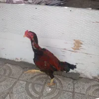 س دانگ سالم|حیوانات مزرعه|تاکستان, |دیوار