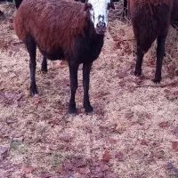 یک راس شیشک دو دندان آبستن دوماهه