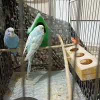 فروش دو عدد مرغ عشق خانگی  در شهرستان ورزنه