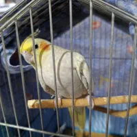عروسی هلندی جفت سالم و سر حال تخم گذار