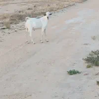 فروش دو راس نری سومال داشتی درجه یک
