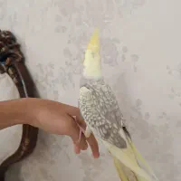 عروس هلندی دو ماهه|پرنده|کرج, پیشاهنگی|دیوار