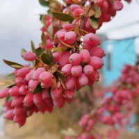 زمین کشاورزی