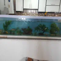 اکواریوم با ماهی معاوضه با پرنده