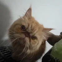 پرشین گارفیلدی