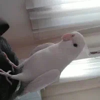 عروس هلندی سفید (البینو )|پرنده|تهران, امام زاده عبدالله|دیوار