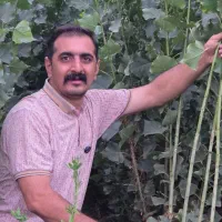 صنوبر نیگرا ترکیه