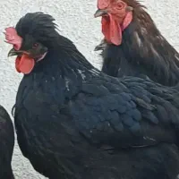 مرغ محلی تخم گذار