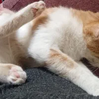 پیشی های ۵ ماهه زرد نر توسی و مشکی  ماده|گربه|کرمانشاه, |دیوار