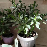 گلهای اپارتمانی