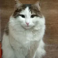 گربه گم شده|حیوانات|کرج, کوی زنبق|دیوار