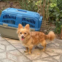 سگ پامر روباهی