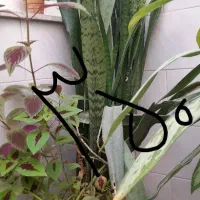 گُل|گل و گیاه طبیعی|سرپل ذهاب, |دیوار