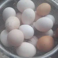 فروش تخم مرغ محلی دورگه لاری نطفه دار