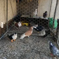 کفتر|پرنده|مشهد, ایوان|دیوار