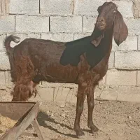 سه راس بز پاکستانی آبستن سنوشده با دوراس بزغاله|حیوانات مزرعه|سیمین شهر, |دیوار