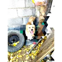 واگذاری سگ شیتزو|سگ|یاسوج, |دیوار