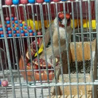 سهره سرسیاه و دورگ|پرنده|شیراز, بازار|دیوار