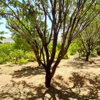 پیوند و هرس