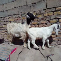 سلام یک بزن و بزغاله نر فروشی