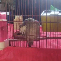 عروس هلندی نر|پرنده|آبیک, |دیوار