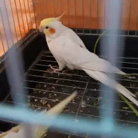 عروس هلندی نر و ماده