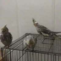 جوجه عروس هلندی|پرنده|یزد, |دیوار