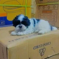 توله شیتزومالتیزعروسکی نر|سگ|رشت, جانبازان|دیوار