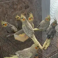 عروس هلندی|پرنده|دزفول, |دیوار