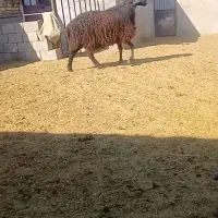 قوچ|حیوانات مزرعه|بوئین زهرا, |دیوار