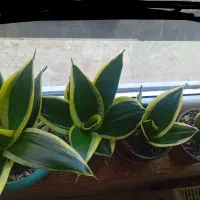 گلسانسوریا4عددهدیه روزمادر