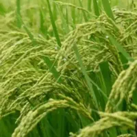 برنج عنبربو دشت دیره|خوردنی و آشامیدنی|گیلان غرب, |دیوار