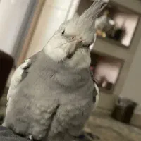 عروس هلندی گمشده