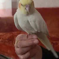 عروس هلندی لیمو گمشده چهارمردان|پرنده|قم, چهار مردان|دیوار