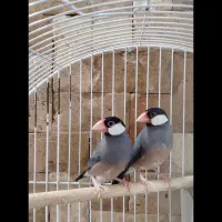 جفت فنچ جاوا (نرگسی)